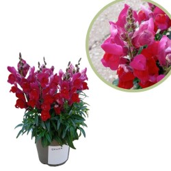 Antirrhinum majus