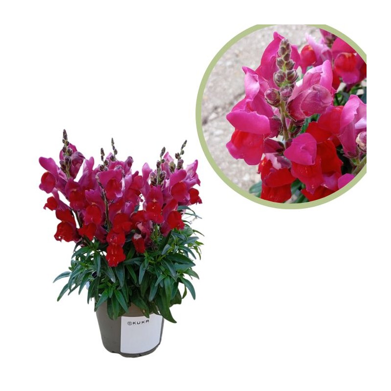 Antirrhinum majus
