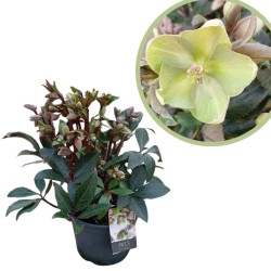Helleborus Niger Xmas Carol