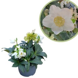 Helleborus Jwls Guess