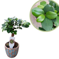 Ficus Ginseng con maceta de...