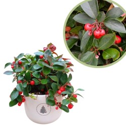 Gaultheria Procumbens Big...