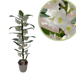 Orquidea dendrobium nobile