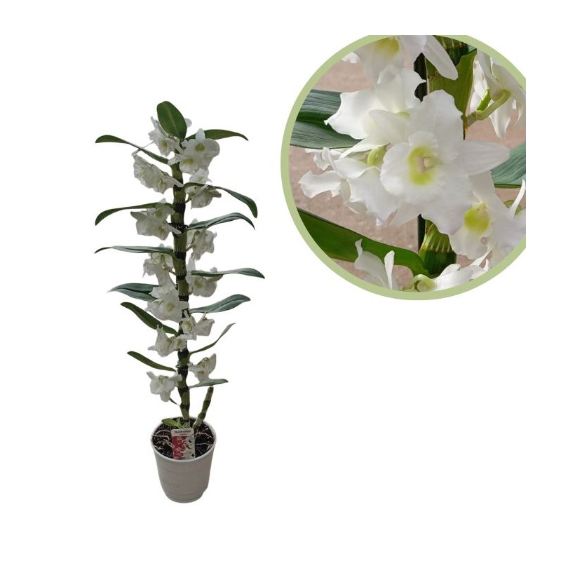 Orquidea dendrobium nobile