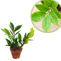 Cyca zamioculca zamifolia