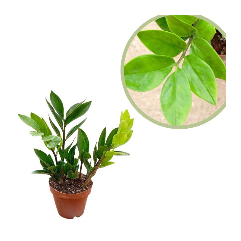 Cyca zamioculca zamifolia