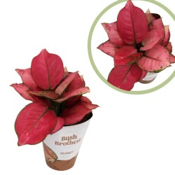 Aglaonema geely red