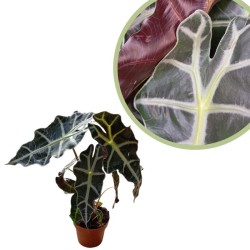 Alocasia polly