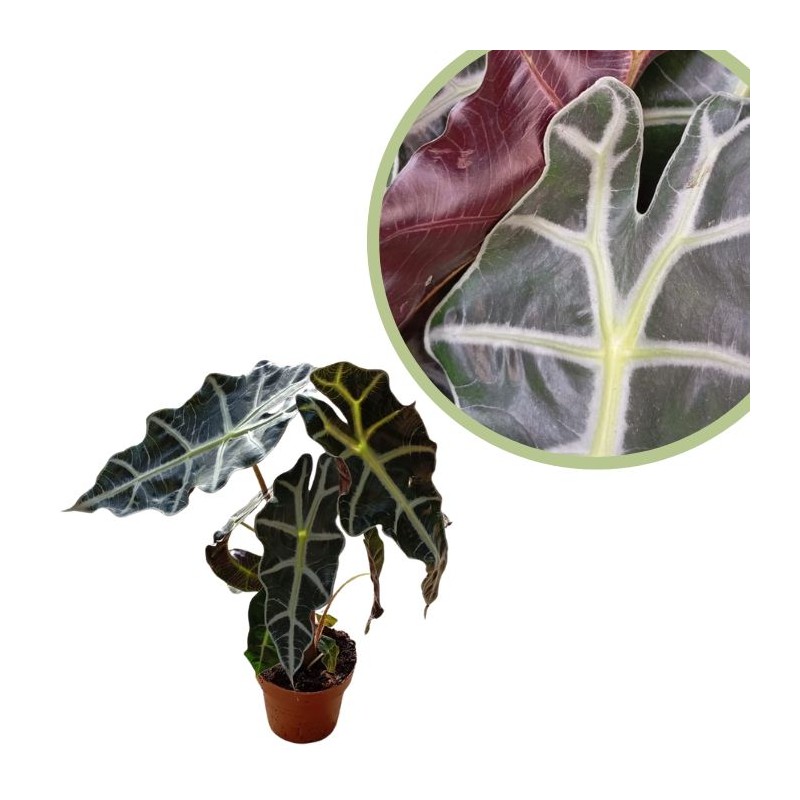 Alocasia polly
