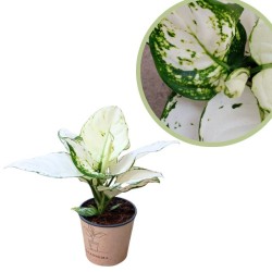 Aglaonema super white