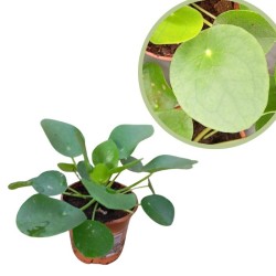 Peperomia polybotrya raindrio