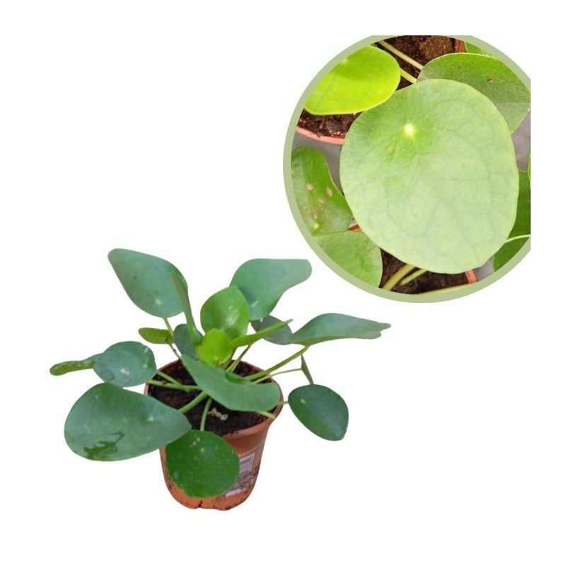 Peperomia polybotrya raindrio