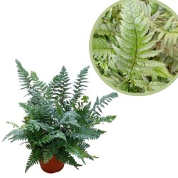 Helecho Polystich Tsussim