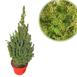Picea glauca conica