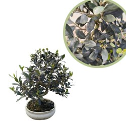Bonsai Olea Europaea 10 años