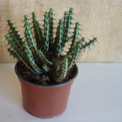 Euphorbia Aeruginosa