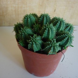 Euphorbia Aggregata