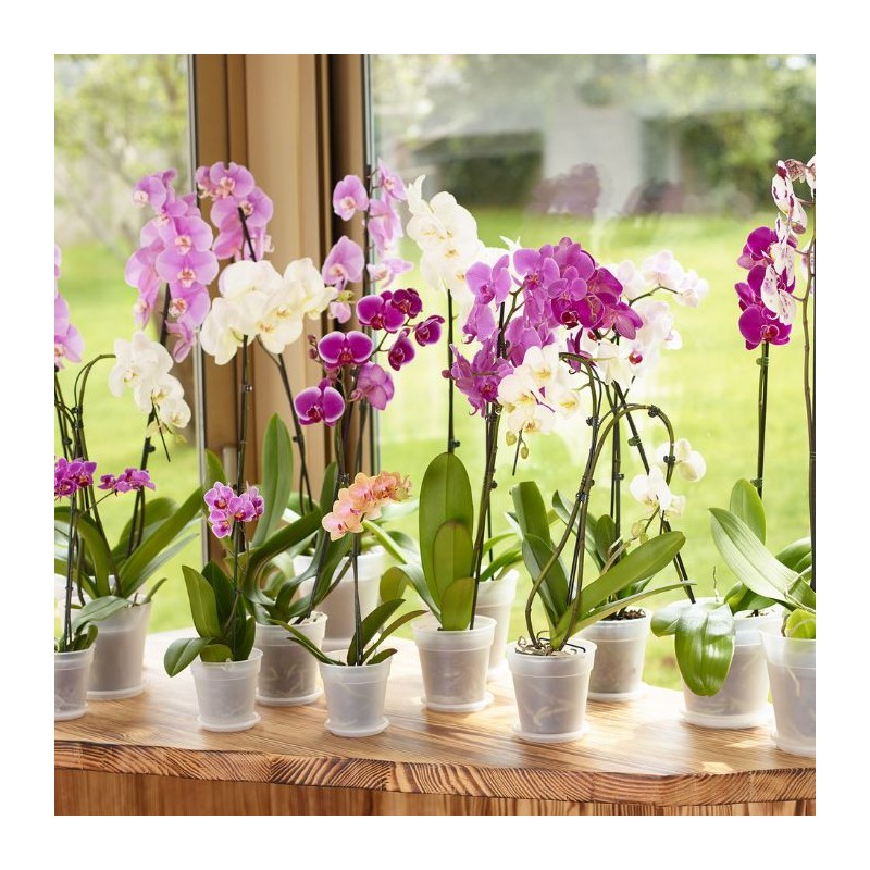 Maceta Madagascar Orquídea - Artevasi