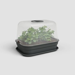 Plato Madagascar artevasi