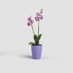 Maceta Fiji para Orquídea - Artevasi