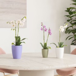 Maceta Fiji Orquídea - Artevasi