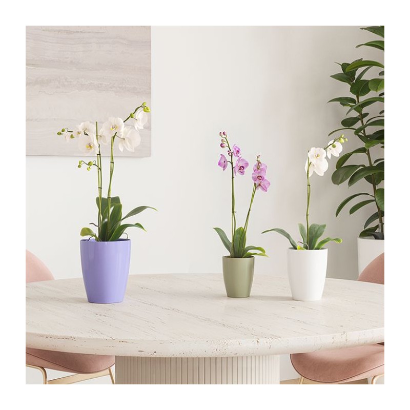 Maceta Fiji Orquídea - Artevasi