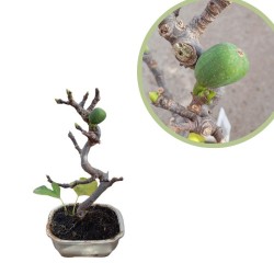 Pre-bonsai ficus Carica