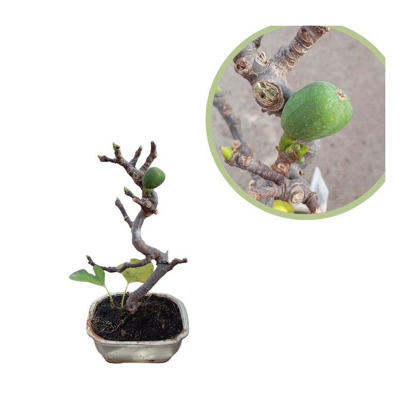 Pre-bonsai ficus Carica