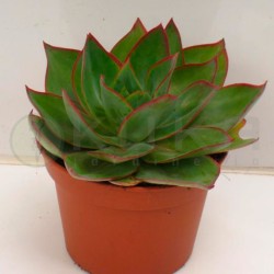 Echeveria variada