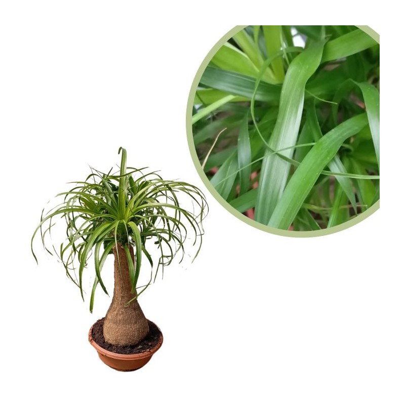 Beaucarnea recurvata