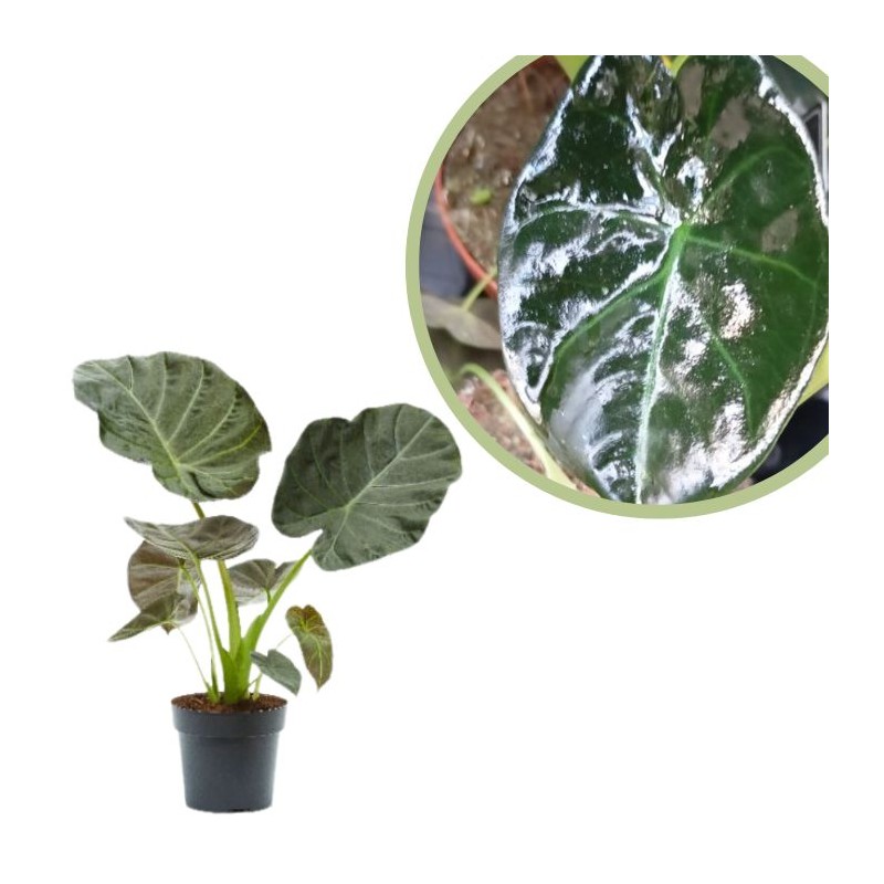Alocasia regal shields