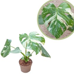Philodendro monstera...