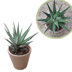 Echeveria variada cubre macetas