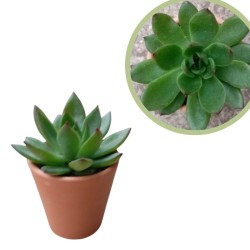 Echeveria variada cubre macetas