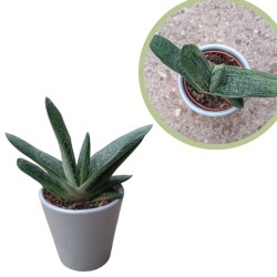 Echeveria variada cubre macetas