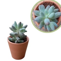 Echeveria variada cubre macetas