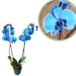 Orquídea phalaenopsis royal blue oscura