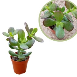 Crassula ovata