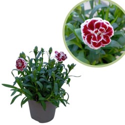 Dianthus caryophyllus mini