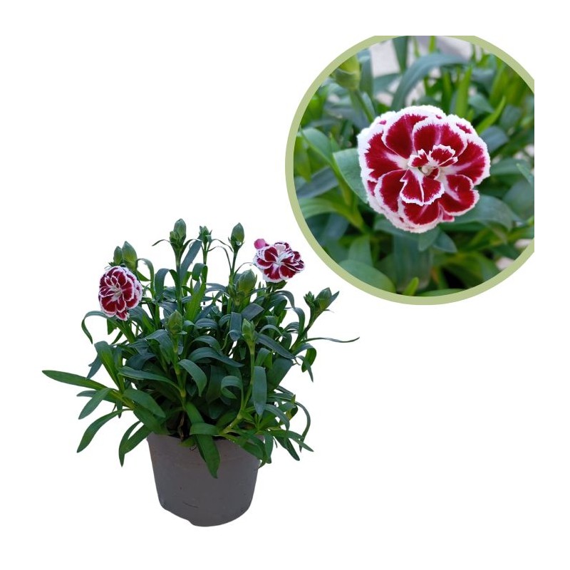 Dianthus caryophyllus mini