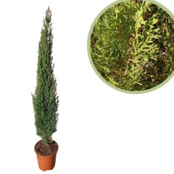 Ciprés stricta