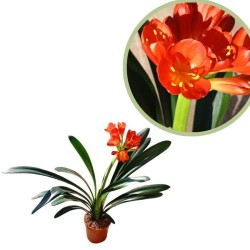 Clivia miniata