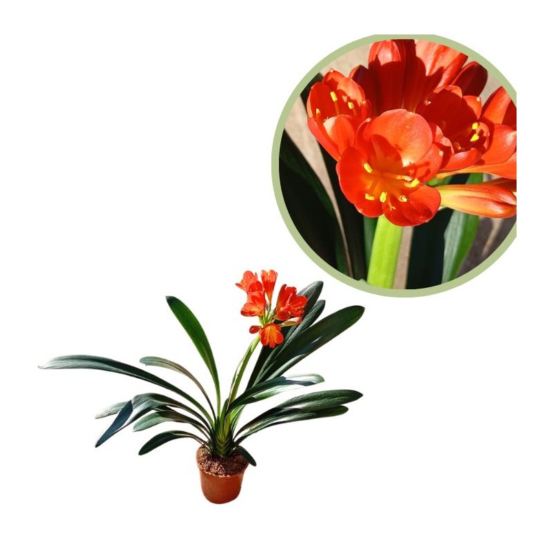 Clivia miniata