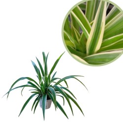 Cinta - Chlorophytum