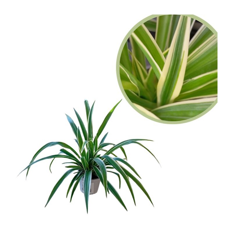 Cinta - Chlorophytum