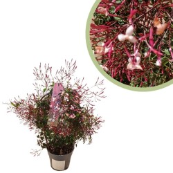 Jazmín polyanthum red