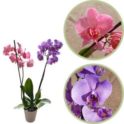 Orquídea phalaenopsis royal purple y royal pink