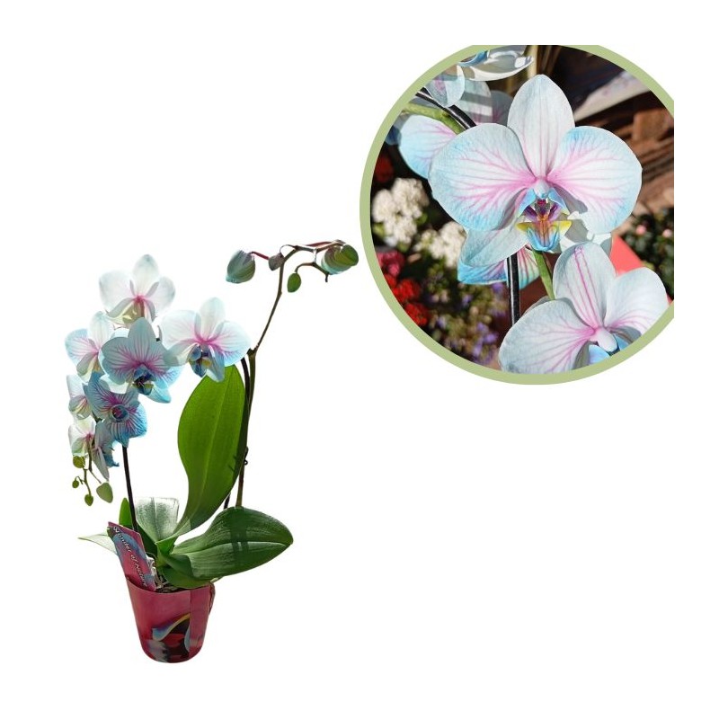 Orquídea phalaenopsis wond of nature