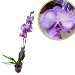 Orquídea phalaenopsis royal purple