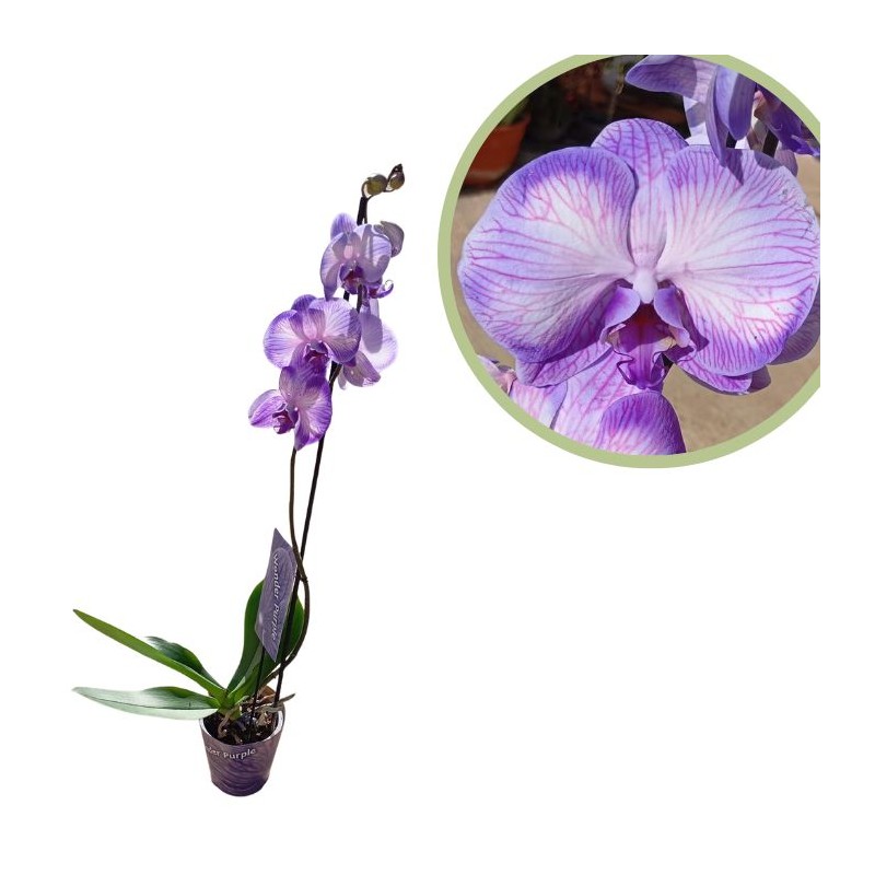Orquídea phalaenopsis royal purple